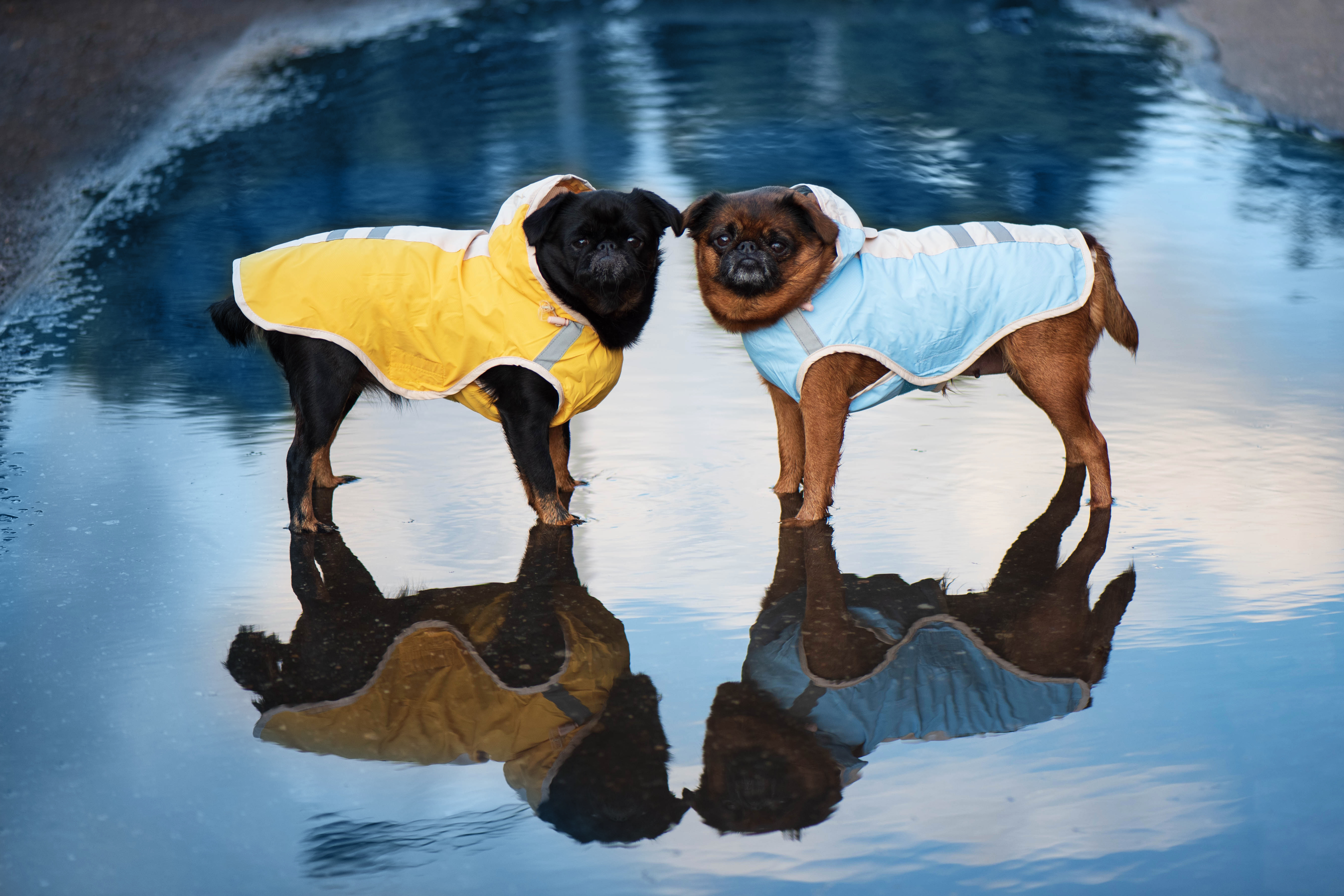 reflexni plastenka pro psa vsepropejska